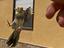 Immagine 4