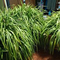 Orchidea cymbidium giganti adulte