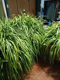 Orchidea cymbidium giganti adulte