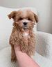 maltipoo-maltipo-cuccioli-disponibili-pag-rate