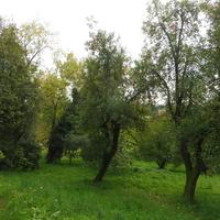 Terreno Agricolo Fara Vicentino