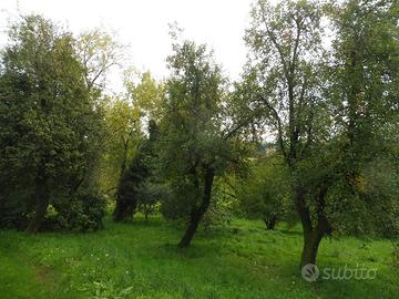 Terreno Agricolo Fara Vicentino