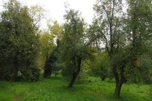 Terreno Agricolo Fara Vicentino