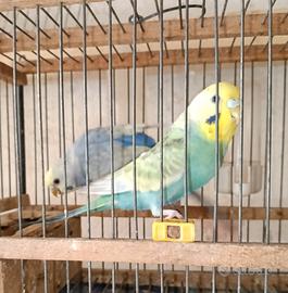 pappagalli cocorita  