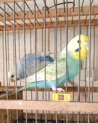 pappagalli cocorita  