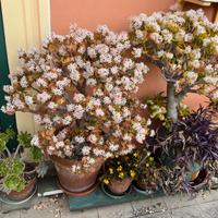 Piante grasse da esterno