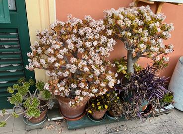 Piante grasse da esterno