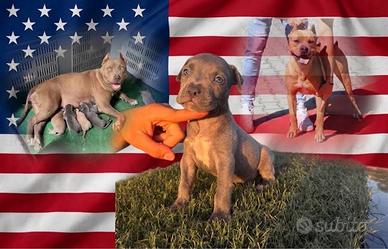 Cuccioli American Pitbull Terrier (KFC)
