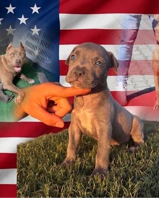 Cuccioli American Pitbull Terrier (KFC)