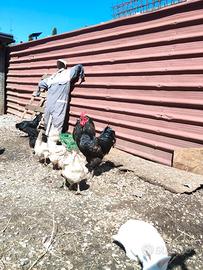 Gallo marans incrociato con Cemano