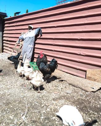Gallo marans incrociato con Cemano