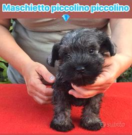 Schnauzer nano