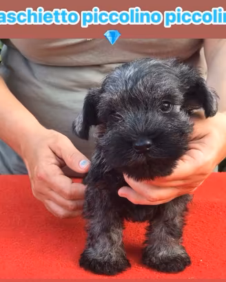 Schnauzer nano