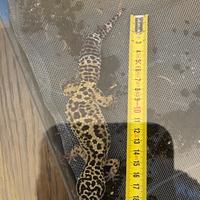 Geco leopardo/leopardino