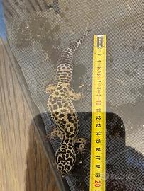 Geco leopardo/leopardino
