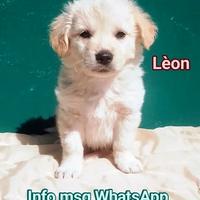Cucciolo maschio zampa corta 3 mesi in adozione