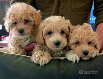 Cuccioli Maltipoo All.Professiomale