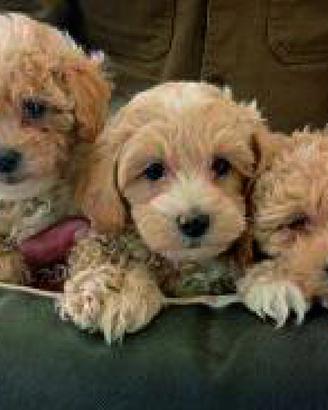 Cuccioli Maltipoo All.Professiomale