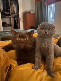 Splendidi cuccioli Scottish Fold/Stright