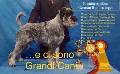 Cuccioli Schnauzer Medi CON GARANZIA
