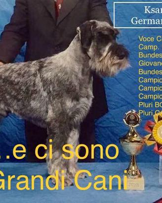 Cuccioli Schnauzer Medi CON GARANZIA