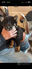 Cuccioli Shiba Inu