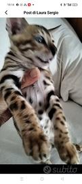 Gatti bengala