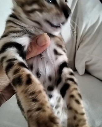 Gatti bengala