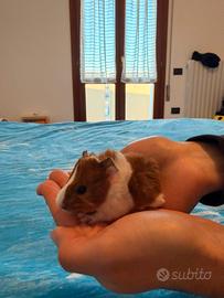 Cuccioli porcellini india