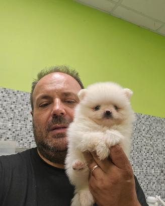 spitz pomerania 