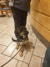 Cucciola di pastore tedesco