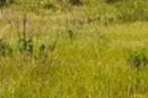Crabulazzi terreno agricolo con edifibilità