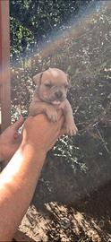 American bully pocket