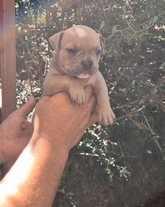 American bully pocket