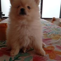 Spitz nano di Pomerania