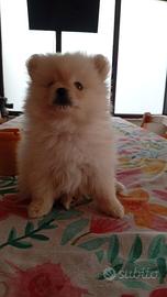 Spitz nano di Pomerania