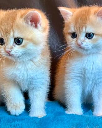 Gattini British Shorthair E Scottish