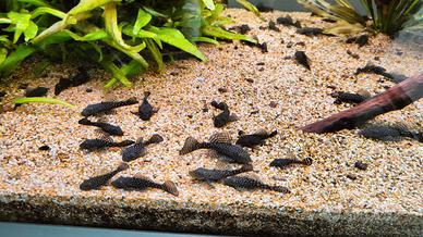 Pesci ancistrus