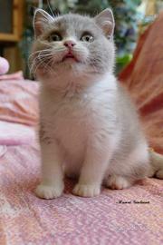 BRITISH Shorthair cucciolo