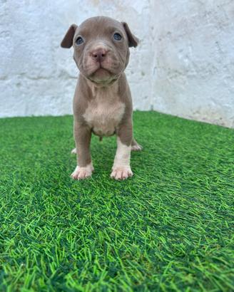 Cuccioli di pitbull