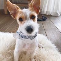 Dogsitter/Addestratrice cinofila