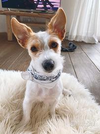 Dogsitter/Addestratrice cinofila