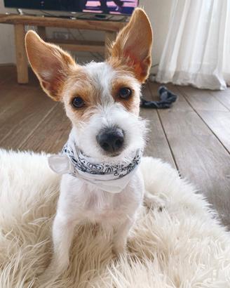 Dogsitter/Addestratrice cinofila