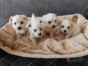 Cuccioli maltesi