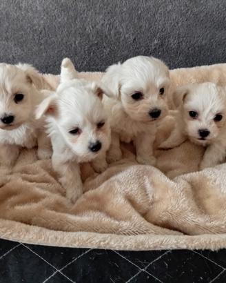 Cuccioli maltesi