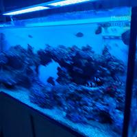 Acquariuo marino maturo