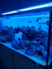 Acquariuo marino maturo
