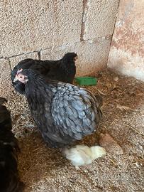 Gallina cocincina nana