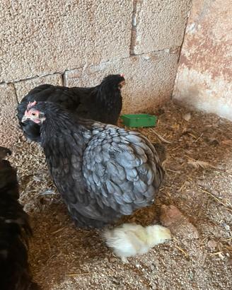 Gallina cocincina nana