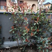 siepe Photinia Red Robin